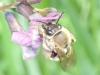 Eucera sp.